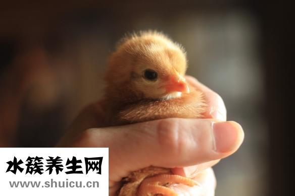 小雞長大了怎么辦