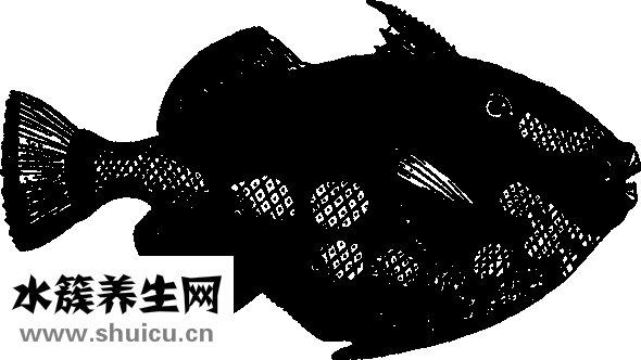 海魚籽怎么做好吃