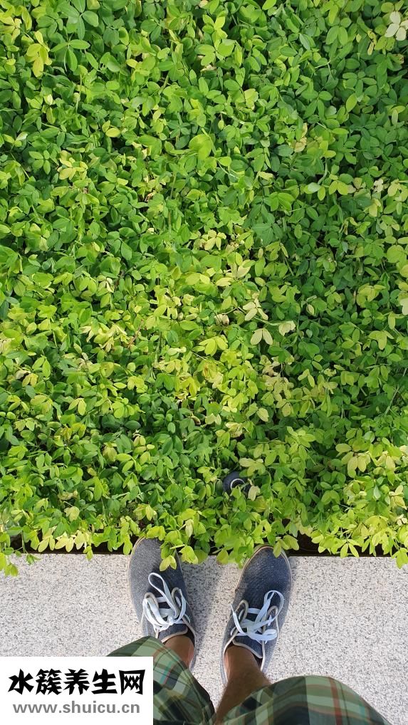 平然是怎么解釋