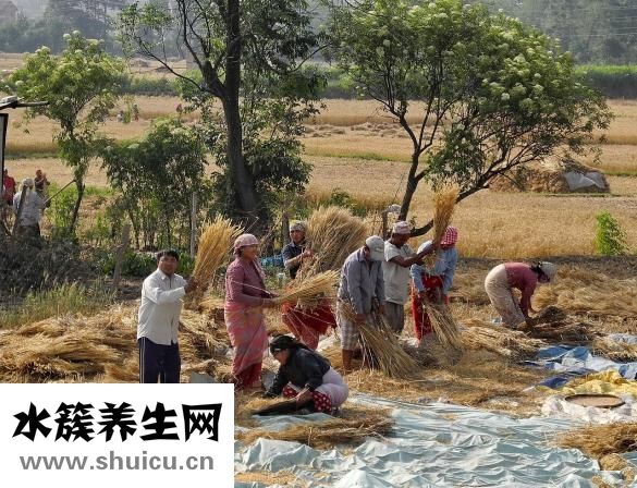 總長癤子是怎么回事