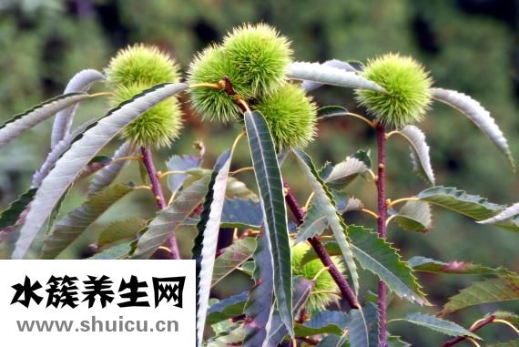 水煮栗子怎么保存