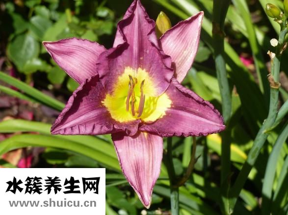 怎么清血毒血熱血燥