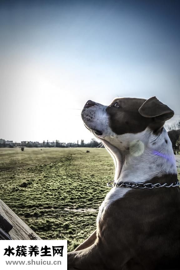 狗狗怕打針怎么辦