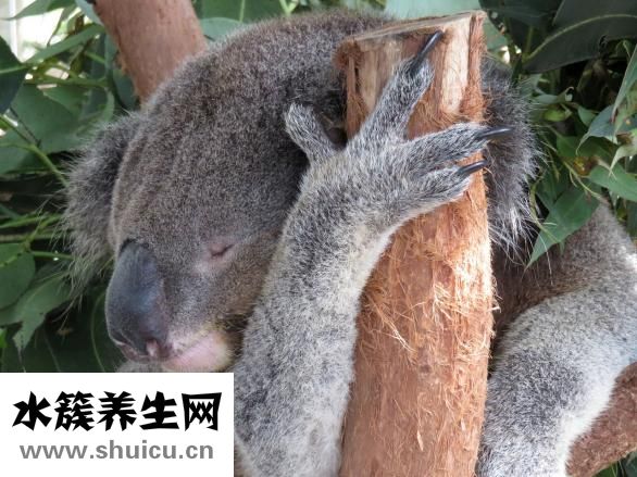 寶寶身患腦癱怎么辦