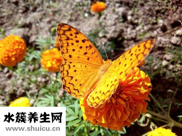 水煮栗子怎么保存