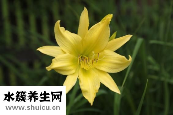 怎么清血毒血熱血燥