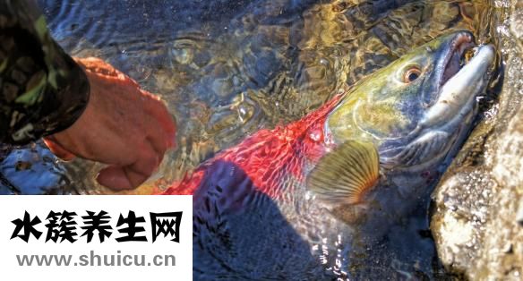 紅燒鮐魚怎么做好吃