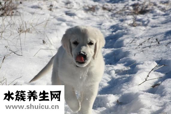 狗狗腸梗阻怎么治療