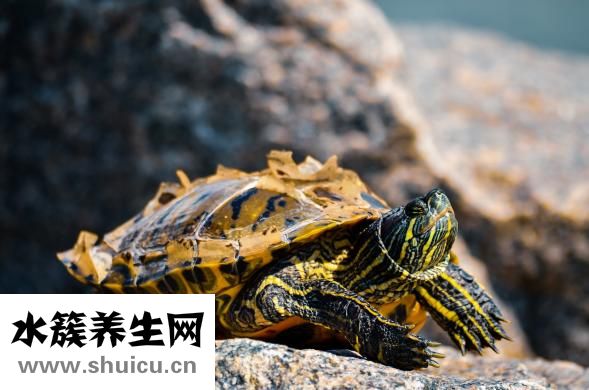 怎么讓烏龜進(jìn)食