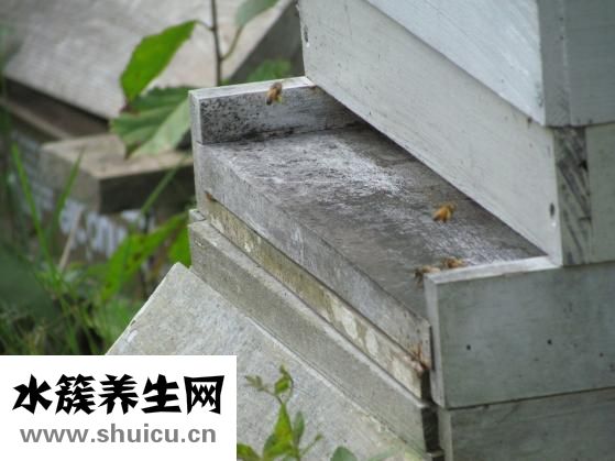 怎么從山上取蜂蜜