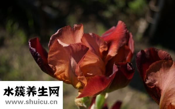 火龍果仔怎么種