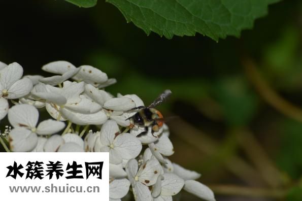 怎么從山上取蜂蜜