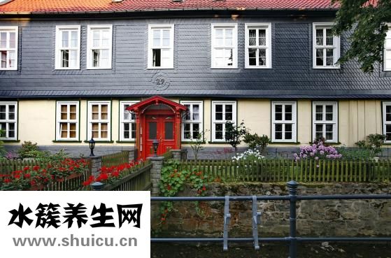 家具樹(shù)怎么種植