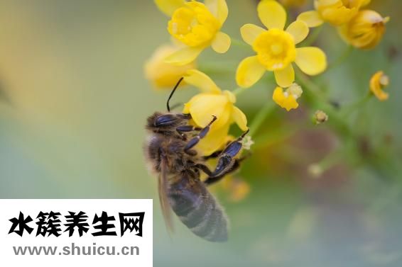 怎么從山上取蜂蜜