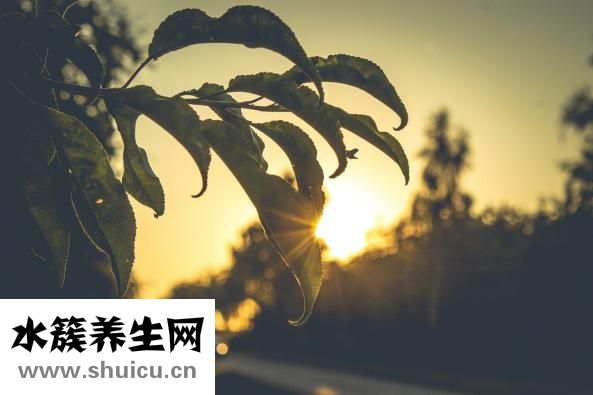 狗身上癢是怎么回事