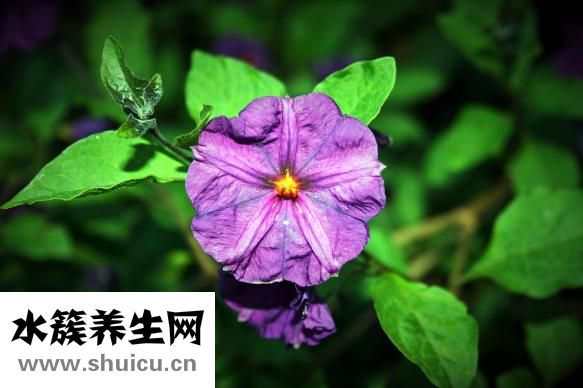 油炸紅薯片怎么做