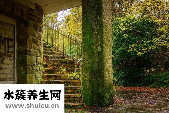 白菜怎么做減肥