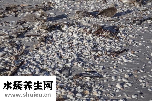 怎么做辣炒扇貝