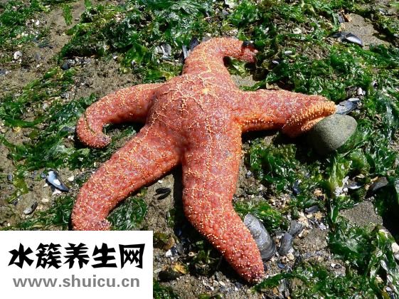 海星怎么去毒