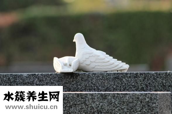 白色菌子怎么炒