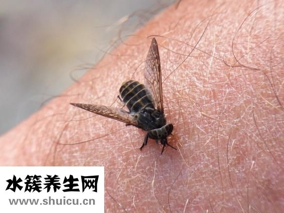 換狗糧拉稀怎么辦