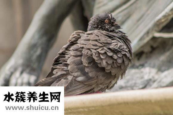 在鳥(niǎo)市怎么挑選鴿子