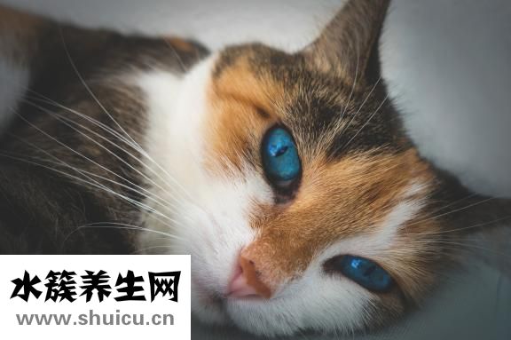 菜有點苦怎么辦