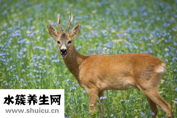 整枝鹿茸怎么吃