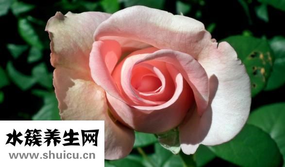 眼睛眼淚少怎么回事