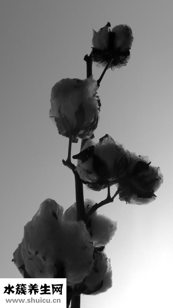 孕婦腸干便秘怎么辦