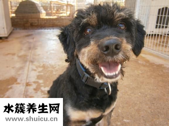 泰迪狗拉血怎么辦