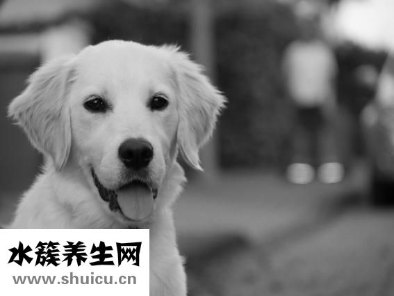 比熊小狗癢癢怎么辦