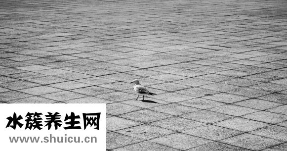 白色菌子怎么炒