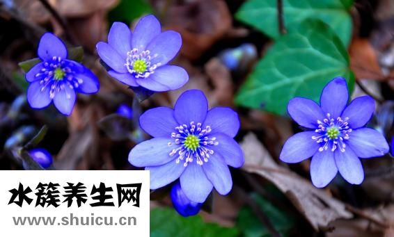 怎么做辣炒扇貝