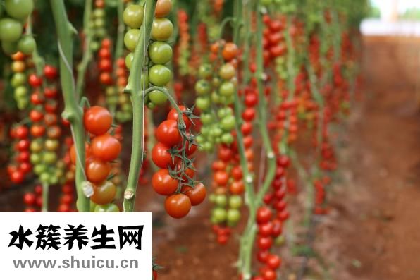 舌強(qiáng)語謇怎么治療