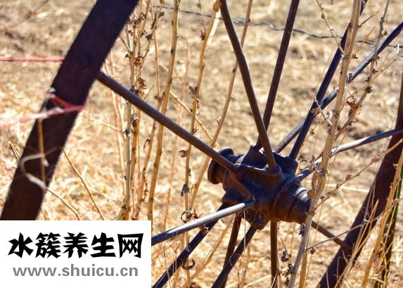 紫癜病怎么治療