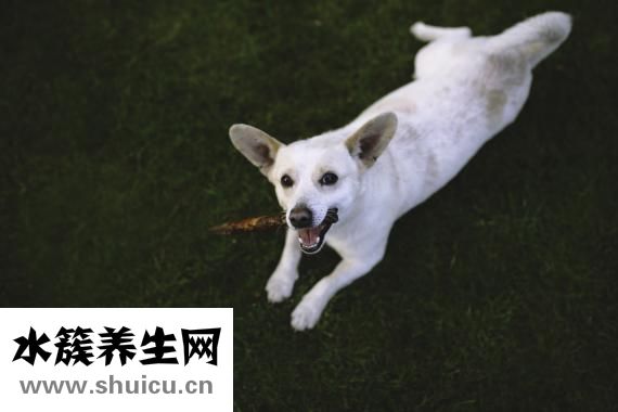 泰迪狗拉血怎么辦