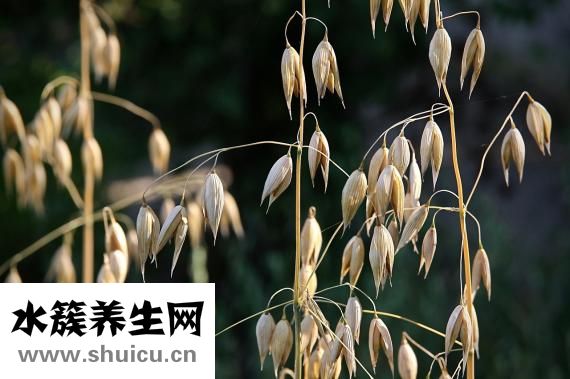 有機(jī)燕麥怎么煮粥