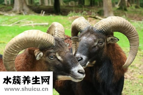 整枝鹿茸怎么吃