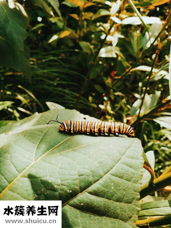 胸上長毛怎么回事