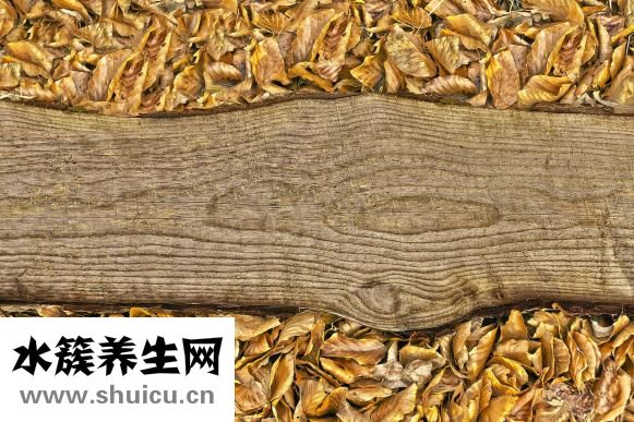 笨狗反腸子怎么辦