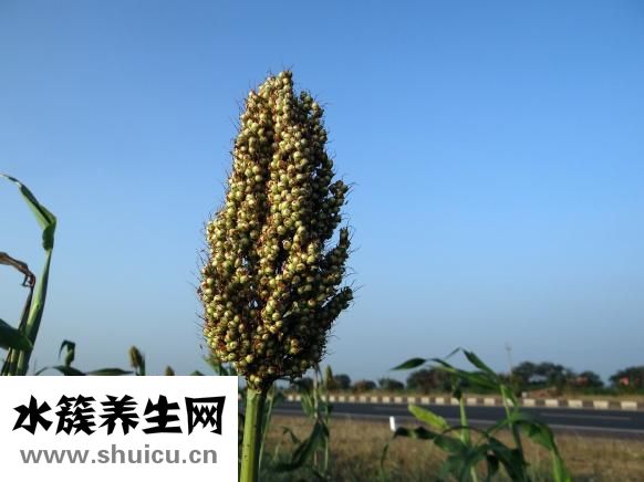 折的樹枝怎么種