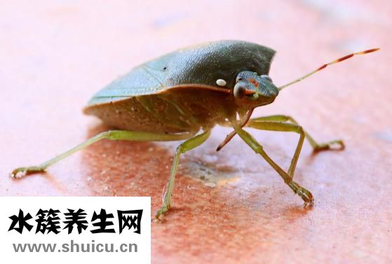 換狗糧拉稀怎么辦