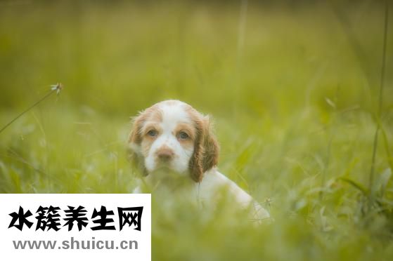 泰迪狗拉血怎么辦