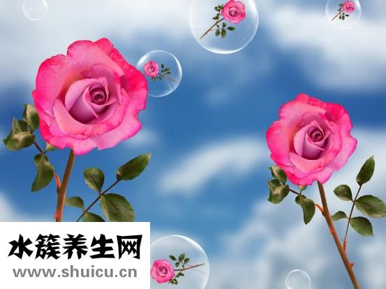 玉蘭花精油怎么制作