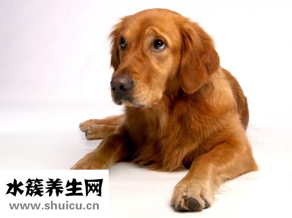 狗狗耳朵很紅怎么辦