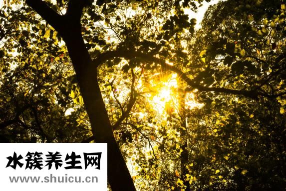 素描菠蘿怎么畫