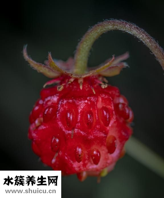 小腳指甲怎么長沒了