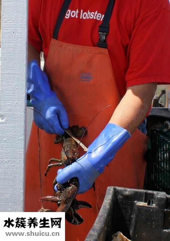 干龍蝦怎么吃法