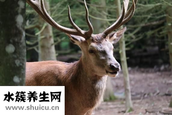 整根鹿茸怎么泡酒